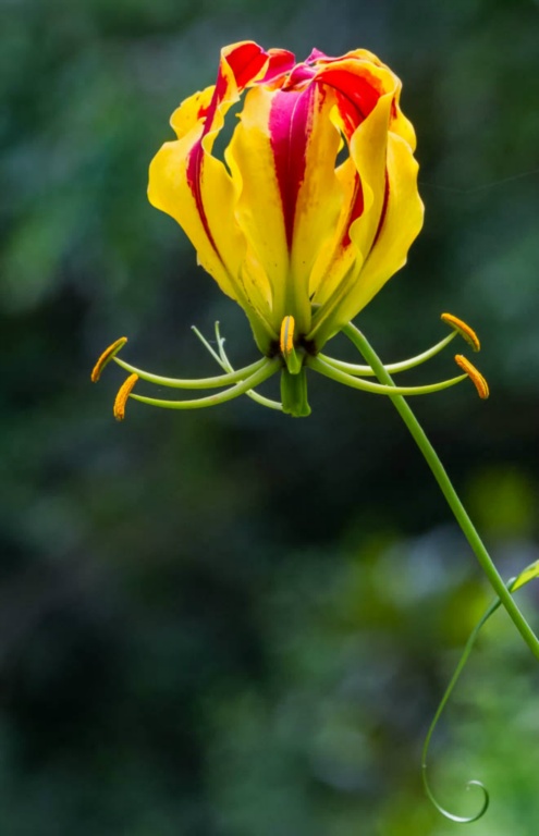 Beautiful Lily
